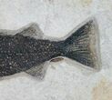 Predatory Mioplosus Fish Fossil - Wall Mount #8408-3